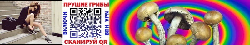 Псилоцибиновые грибы Psilocybine cubensis  магазин  наркотиков  Темрюк 